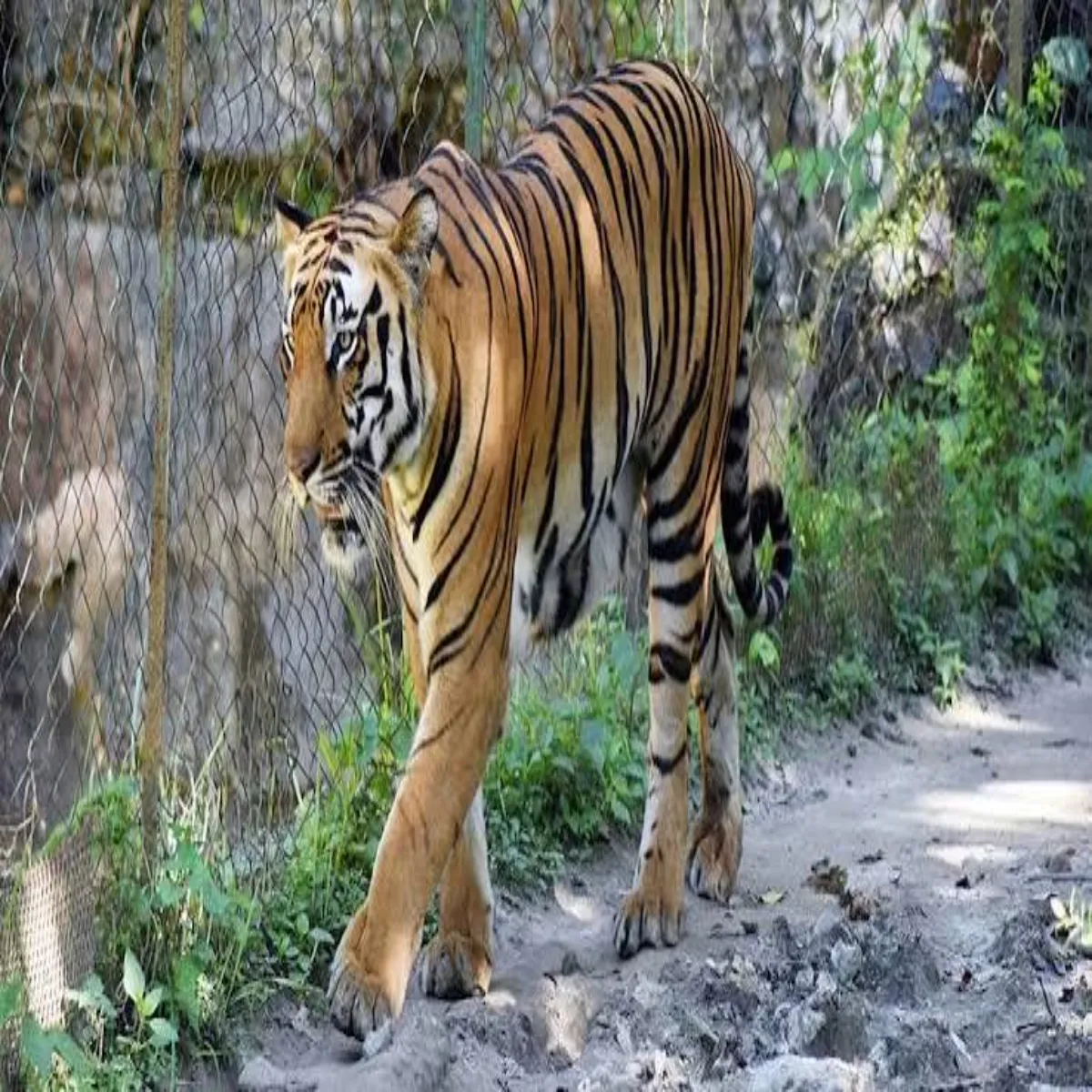 Tigerattack Tigerattack Bhu Sujhbujh Bagh Hmle
