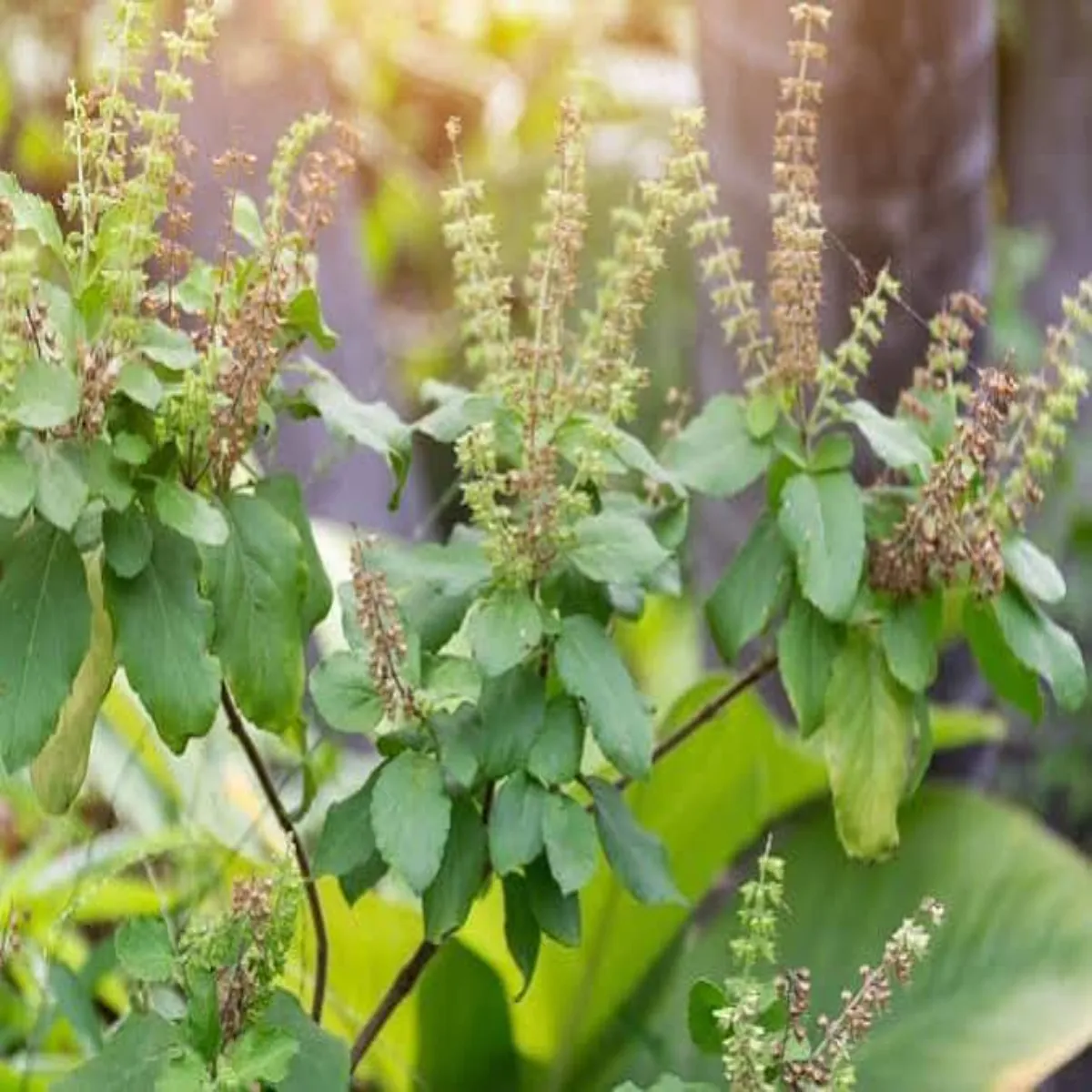 Tulsiplant Tulsiplant Mansun Men Tulsi Svsth