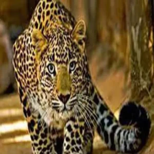 uttarakhand wildlife conflict action