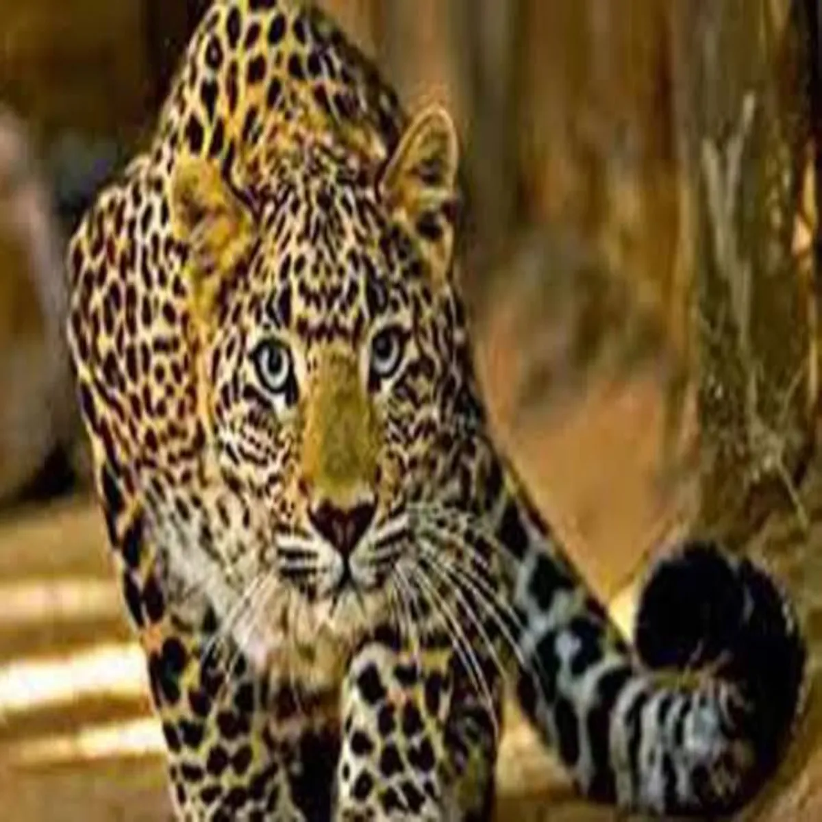 Wildlife Conflict Wildlife Conflict Uttrakhnd Men