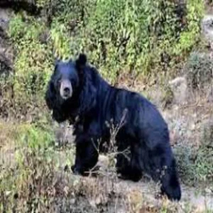 wildlife himalayan bear behavior change