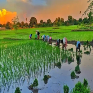 bihar july monsoon deficit