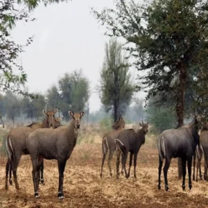 bihar wildlife control policy