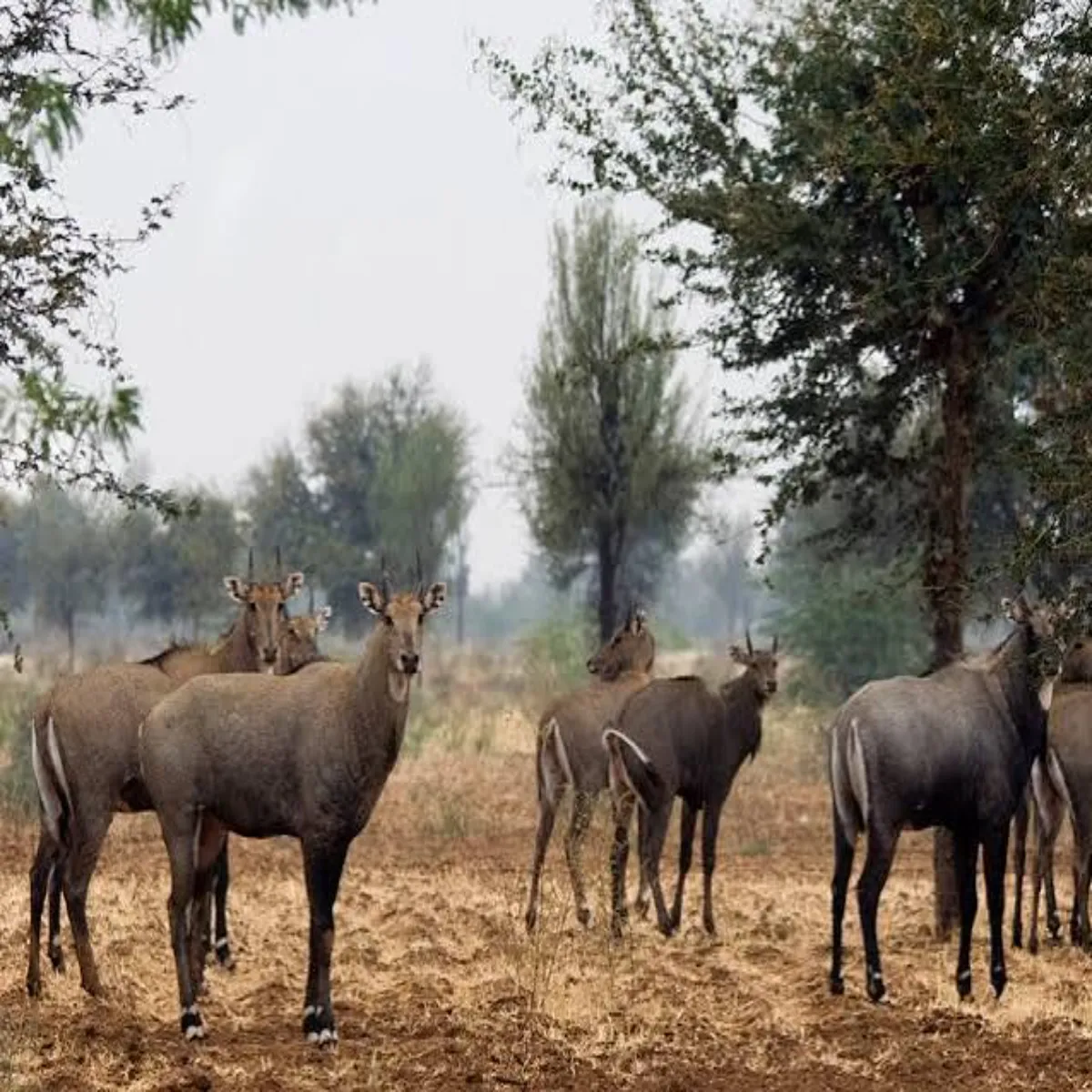 Wildlifecontrol Wildlifecontrol Bihar Men Phsl Bchane