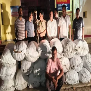 cannabis arrest parsudih 500 gram ganja
