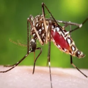 dengue symptoms prevention monsoon