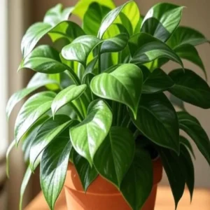 money plant rainy season care