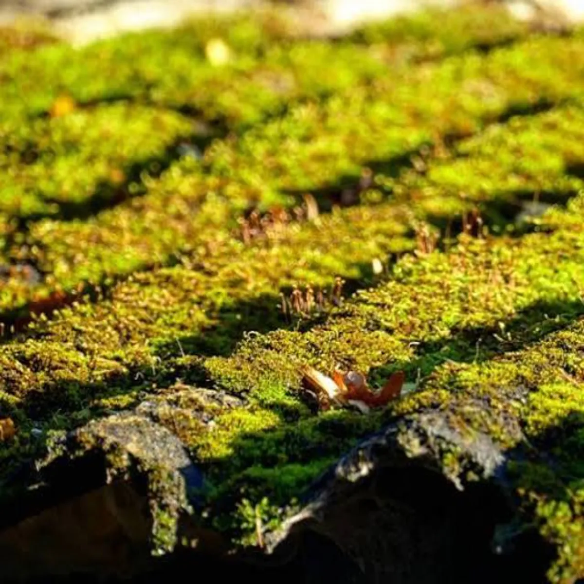 Moss Removal Moss Removal Brsat Men
