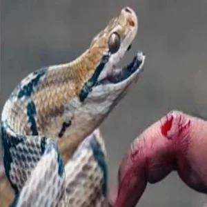 punjab snakebite death bisauli worker