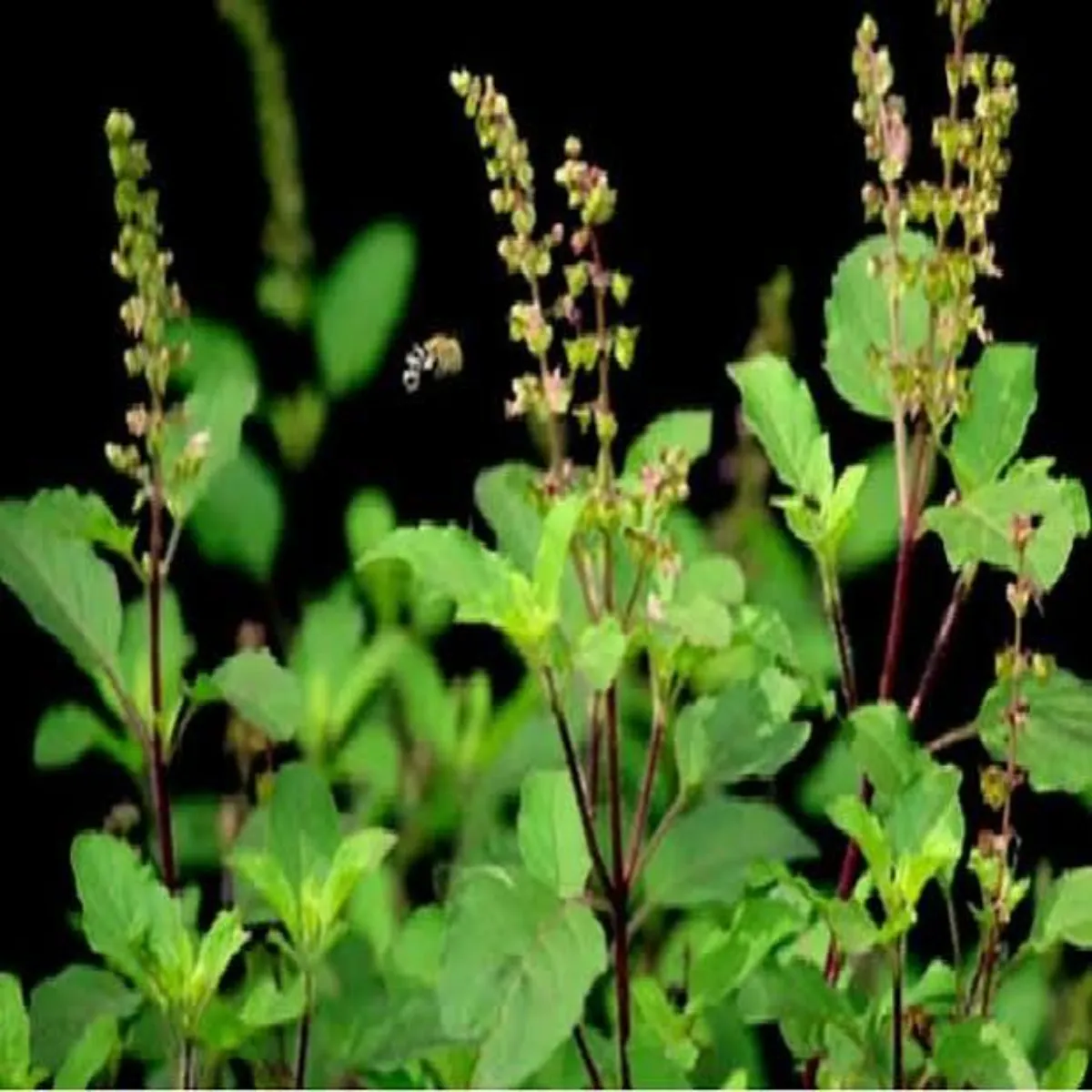 Tulsi Tulsi Pttiyan Khate Smy Kren